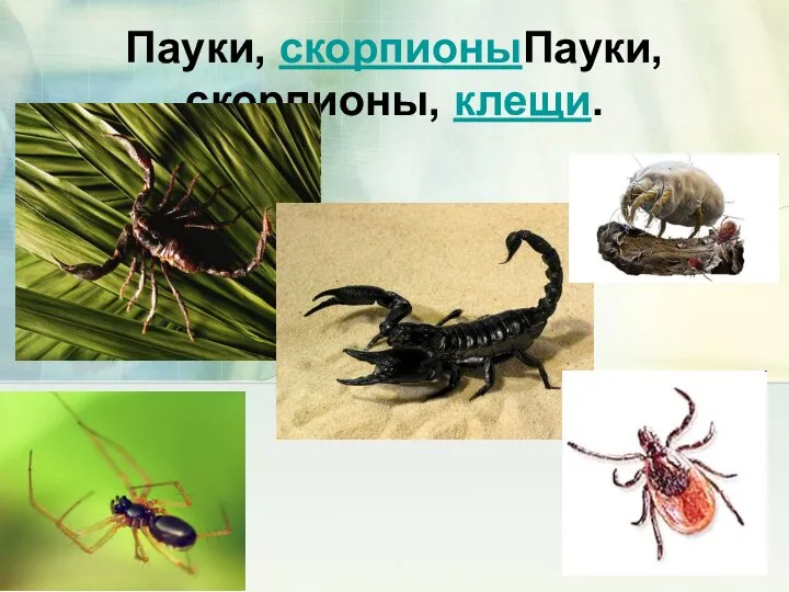 Пауки, скорпионыПауки, скорпионы, клещи.