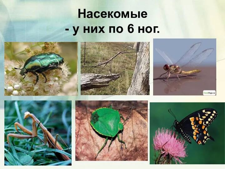 Насекомые - у них по 6 ног.