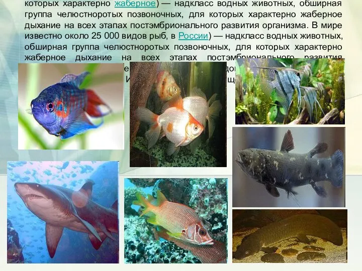 Рыбы (лат. Pisces) — надкласс водных животных) — надкласс водных животных,