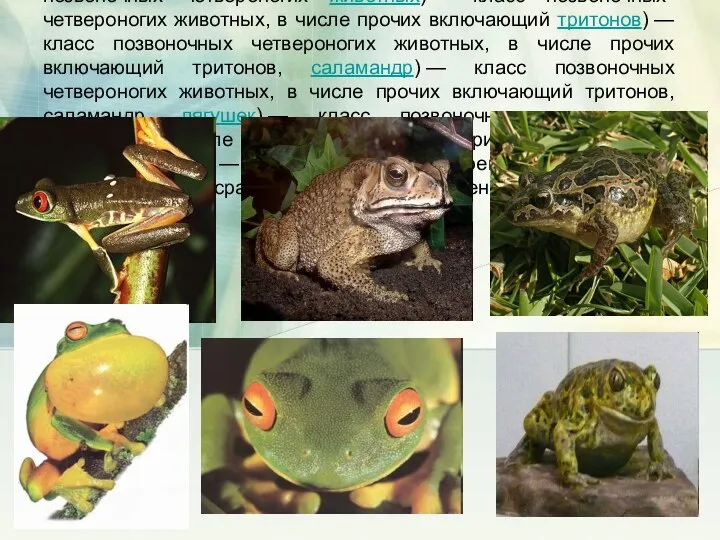 Земново́дные или амфи́бии (лат. Amphibia) — класс позвоночных) — класс позвоночных