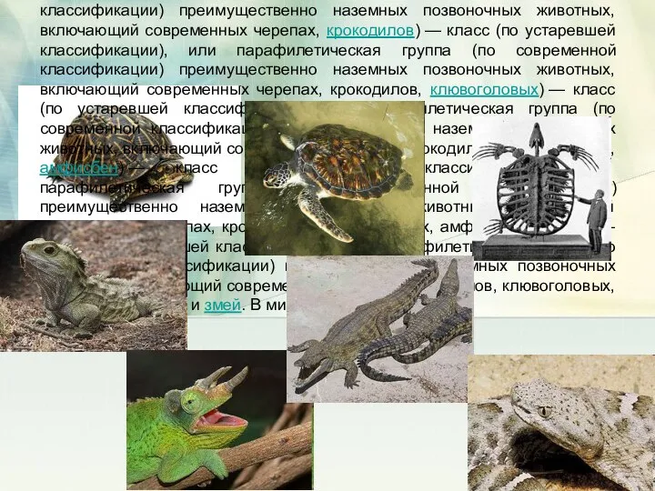 Пресмыка́ющиеся (гады (гады, рептилии — от лат. Reptilia) — класс) —