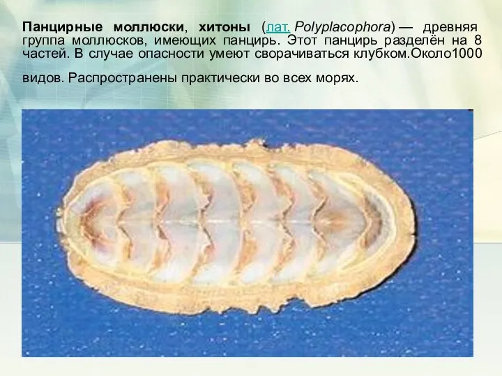 Панцирные моллюски, хитоны (лат. Polyplacophora) — древняя группа моллюсков, имеющих панцирь.