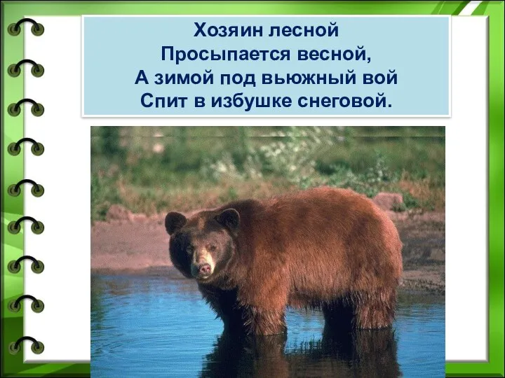 Хозяин лесной Просыпается весной, А зимой под вьюжный вой Спит в избушке снеговой. медведь