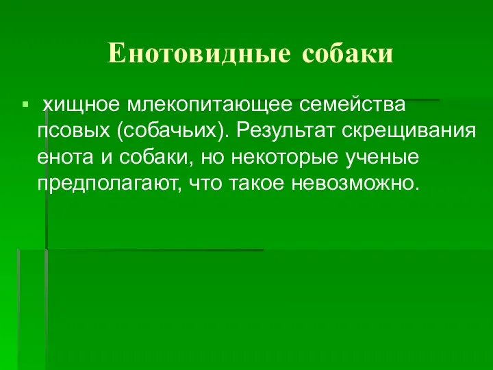 Енотовидные собаки хищное млекопитающее семейства псовых (собачьих). Результат скрещивания енота и