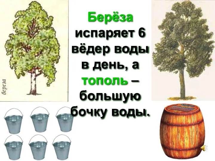 Берёза испаряет 6 вёдер воды в день, а тополь – большую бочку воды.