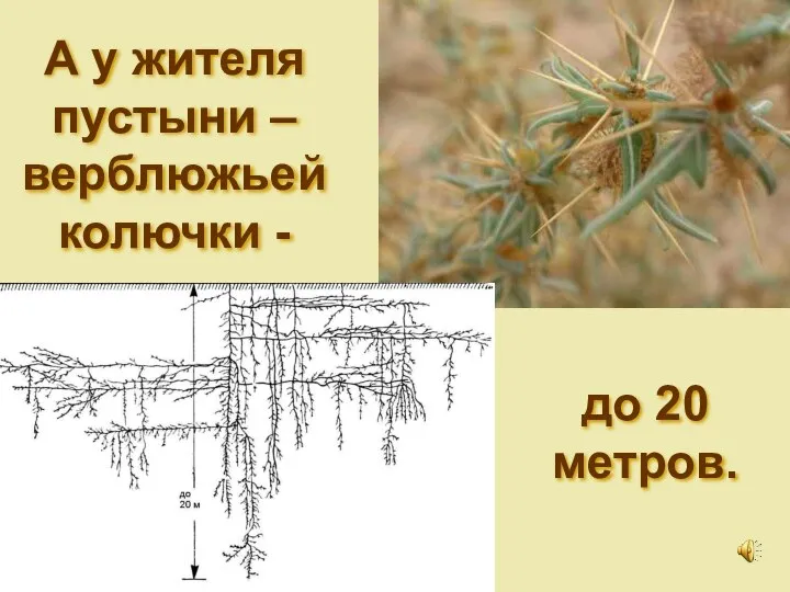 А у жителя пустыни – верблюжьей колючки - до 20 метров.