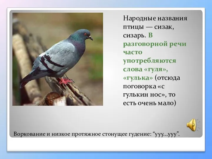 Воркование и низкое протяжное стонущее гудение: “ууу...ууу”. Народные названия птицы —