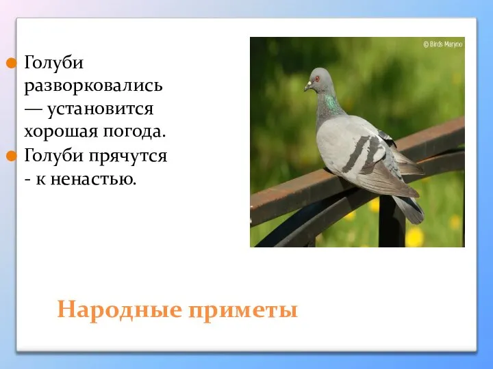 Народные приметы Голуби разворковались — установится хорошая погода. Голуби прячутся - к ненастью.