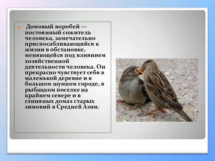 Домовый воробей — постоянный сожитель человека, замечательно приспосабливающийся к жизни в