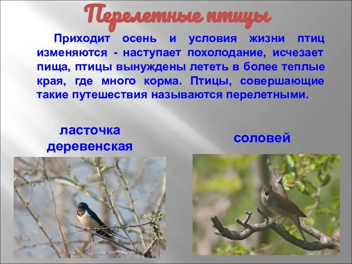 Приходит осень и условия жизни птиц изменяются - наступает похолодание, исчезает