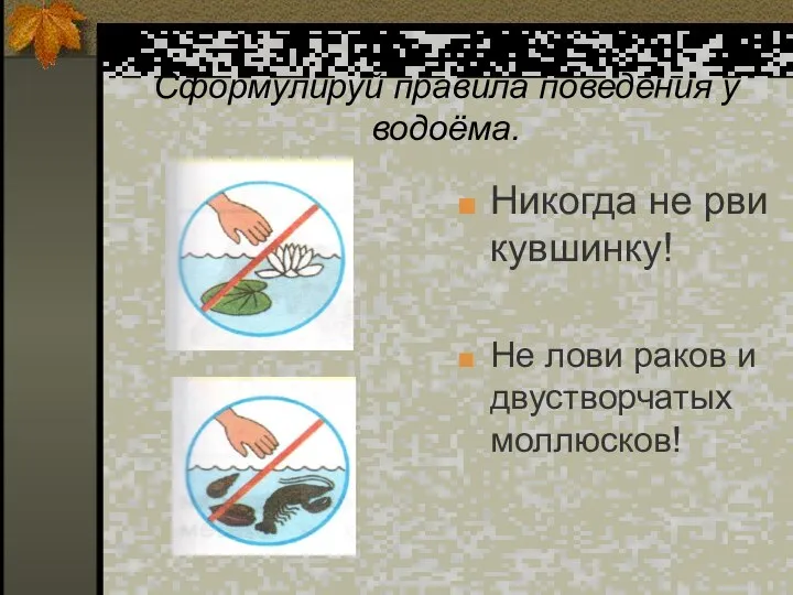 Сформулируй правила поведения у водоёма. Никогда не рви кувшинку! Не лови раков и двустворчатых моллюсков!