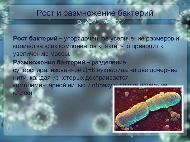 Рост и размножение бактерий Рост бактерий – упорядоченное увеличение размеров и