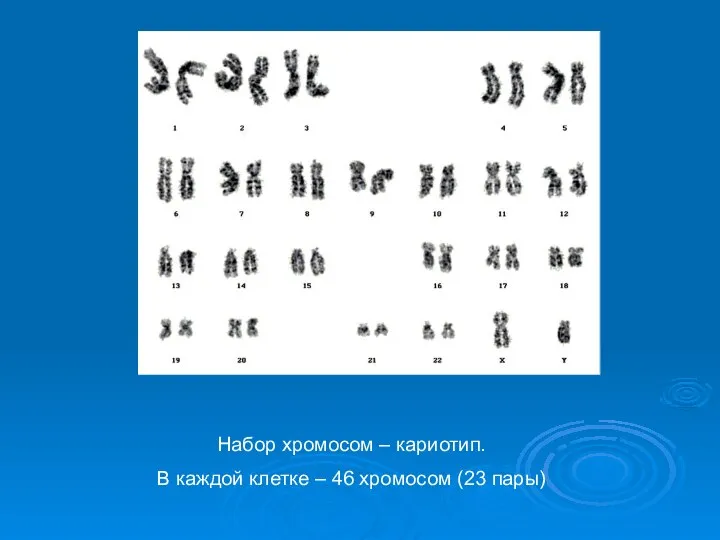 Набор хромосом – кариотип. В каждой клетке – 46 хромосом (23 пары)