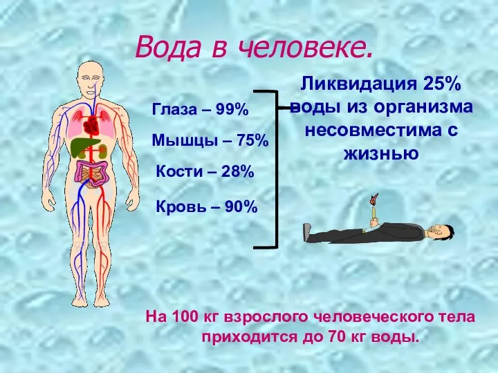 Вода в человеке. Кровь – 90% Мышцы – 75% Кости –