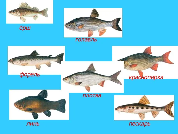 ёрш голавль пескарь плотва красноперка линь форель