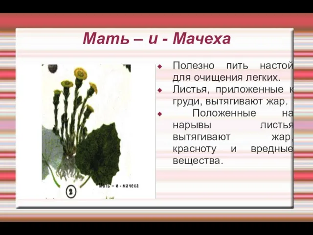 Мать – и - Мачеха Полезно пить настой для очищения легких.