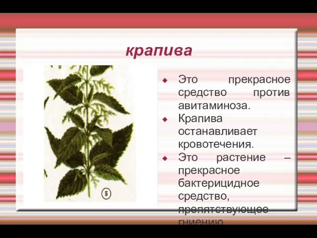 крапива Это прекрасное средство против авитаминоза. Крапива останавливает кровотечения. Это растение