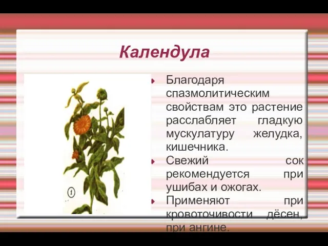 Календула Благодаря спазмолитическим свойствам это растение расслабляет гладкую мускулатуру желудка, кишечника.