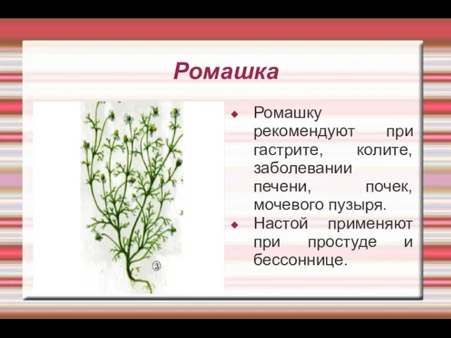 Ромашка Ромашку рекомендуют при гастрите, колите, заболевании печени, почек, мочевого пузыря.