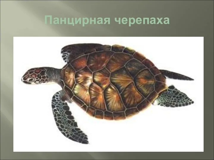 Панцирная черепаха