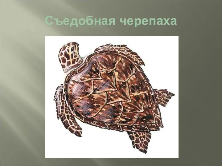 Съедобная черепаха