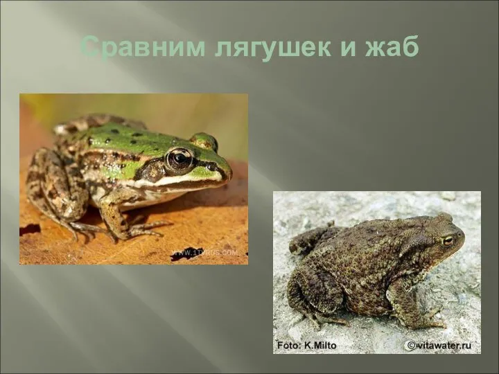 Сравним лягушек и жаб