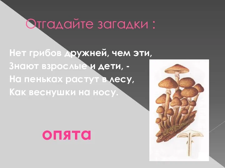 Отгадайте загадки : Нет грибов дружней, чем эти, Знают взрослые и