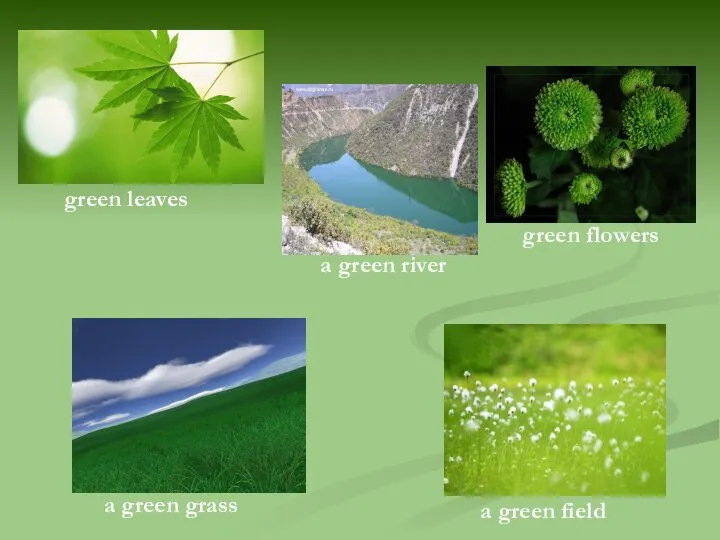 green leaves a green river green flowers a green grass a green field