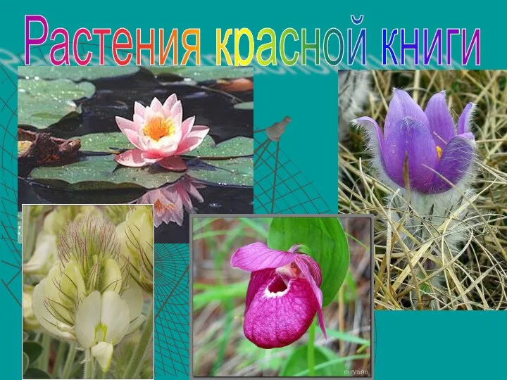 Растения красной книги