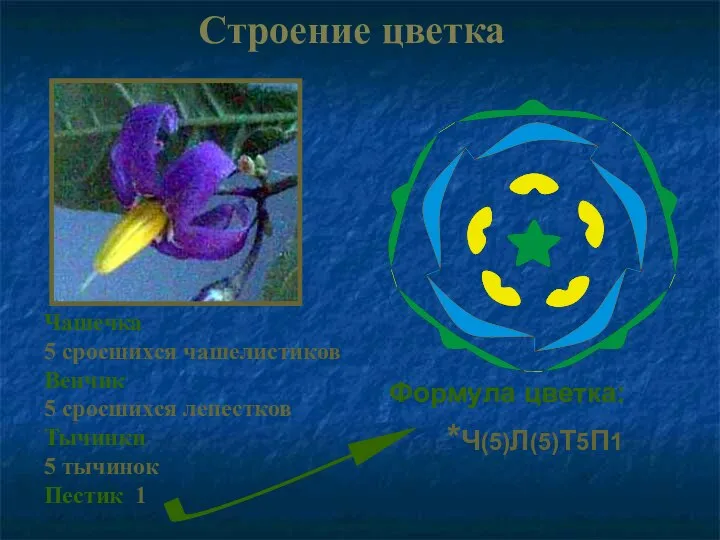 Строение цветка Чашечка 5 сросшихся чашелистиков Венчик 5 сросшихся лепестков Тычинки