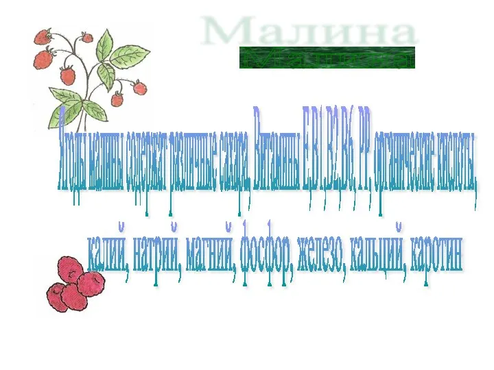 Малина Ягоды малины содержат различные сахара, Витамины Е,В1,В2,В6, РР, органические кислоты,