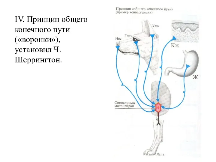 IV. Принцип общего конечного пути («воронки»), установил Ч. Шеррингтон.