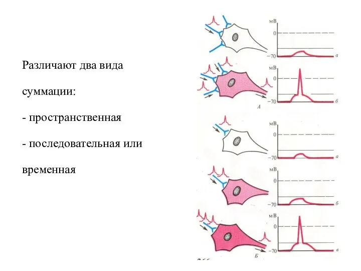 Различают два вида суммации: - пространственная - последовательная или временная