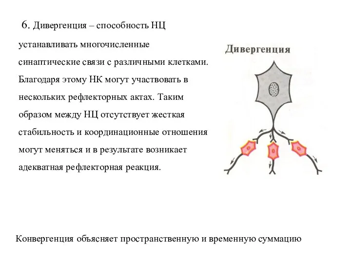 6. Дивергенция – способность НЦ устанавливать многочисленные синаптические связи с различными