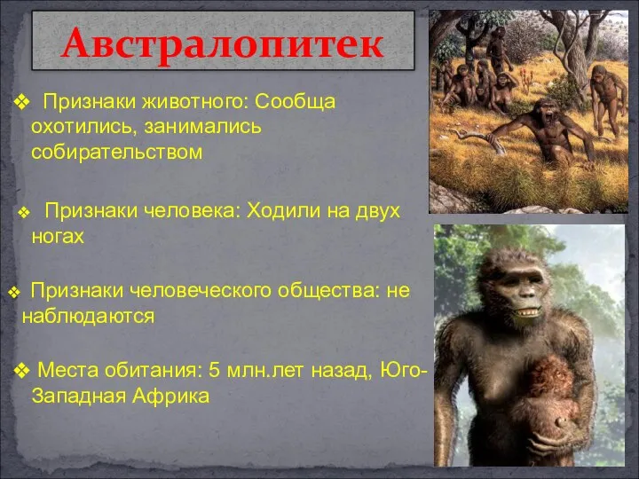 Австралопитек Признаки человека: Ходили на двух ногах Признаки человеческого общества: не