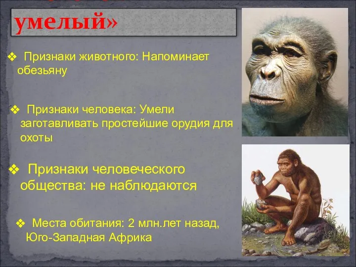 «Человек умелый» Признаки животного: Напоминает обезьяну Признаки человека: Умели заготавливать простейшие