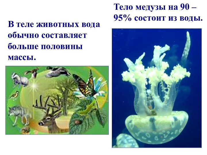 Тело медузы на 90 – 95% состоит из воды. В теле
