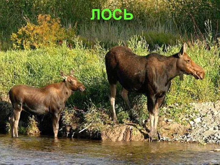 ЛОСЬ