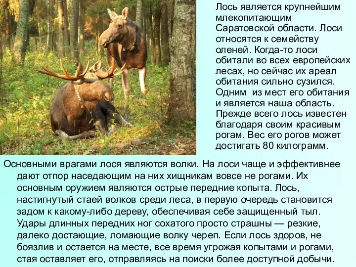 Лось является крупнейшим млекопитающим Саратовской области. Лоси относятся к семейству оленей.