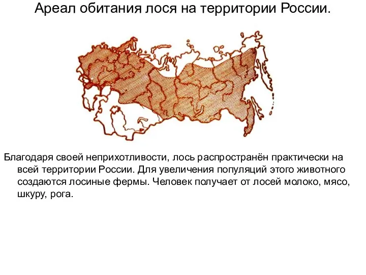 Благодаря своей неприхотливости, лось распространён практически на всей территории России. Для