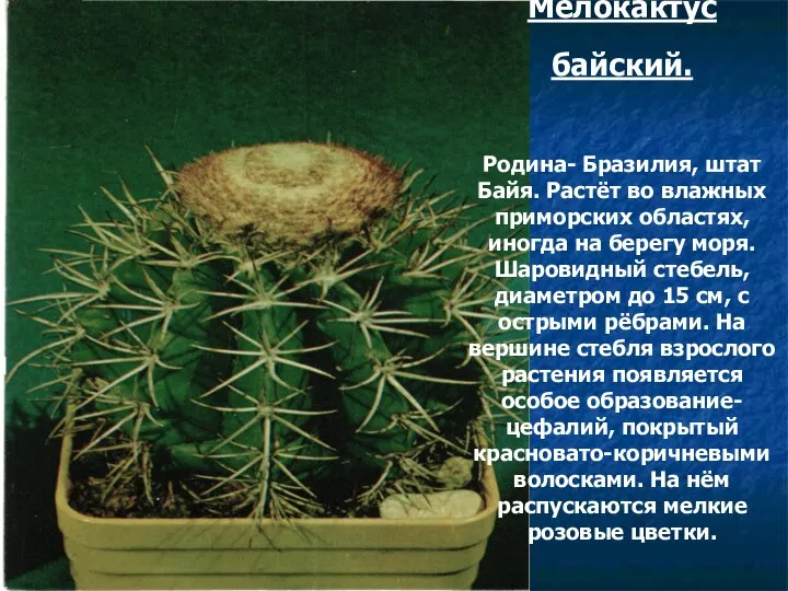 Мелокактус байский. Родина- Бразилия, штат Байя. Растёт во влажных приморских областях,