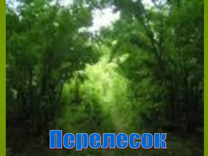 Перелесок