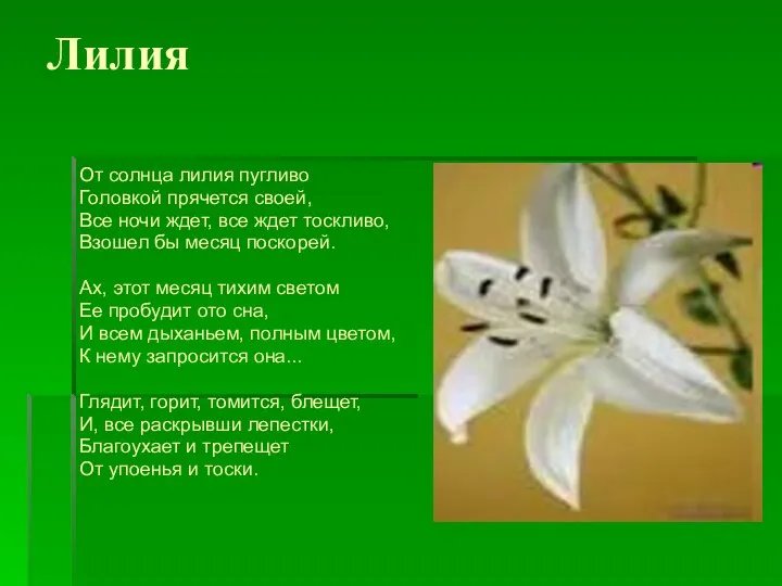 Лилия От солнца лилия пугливо Головкой прячется своей, Все ночи ждет,