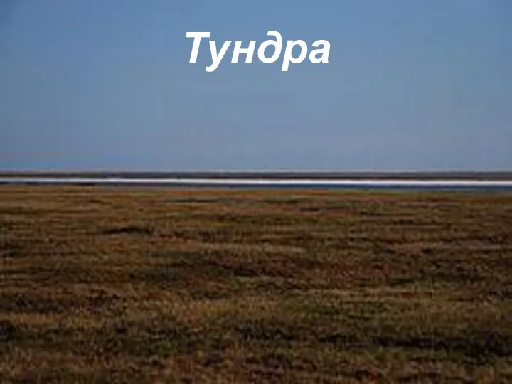 Тундра