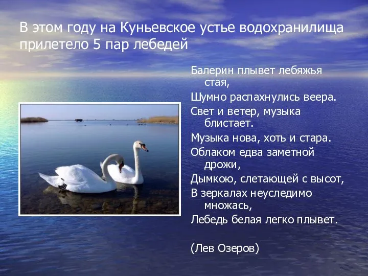 В этом году на Куньевское устье водохранилища прилетело 5 пар лебедей