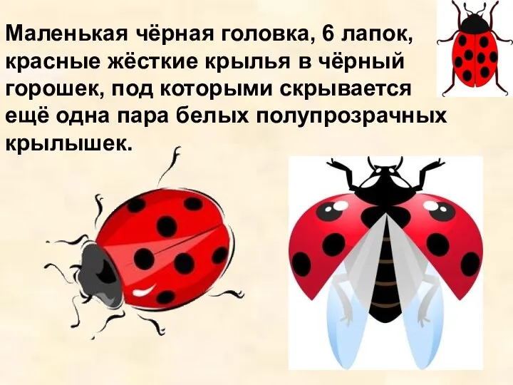 Маленькая чёрная головка, 6 лапок, красные жёсткие крылья в чёрный горошек,