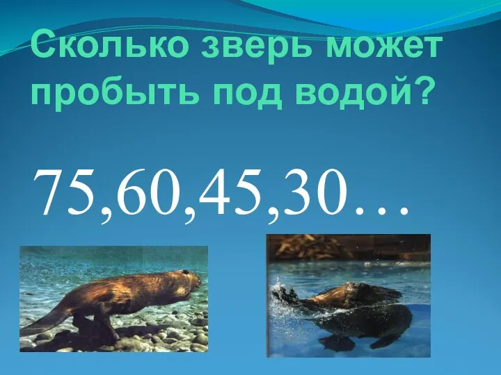 Сколько зверь может пробыть под водой? 75,60,45,30…