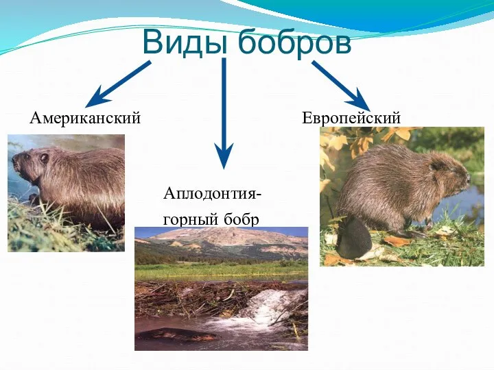 Виды бобров Американский Европейский Аплодонтия- горный бобр