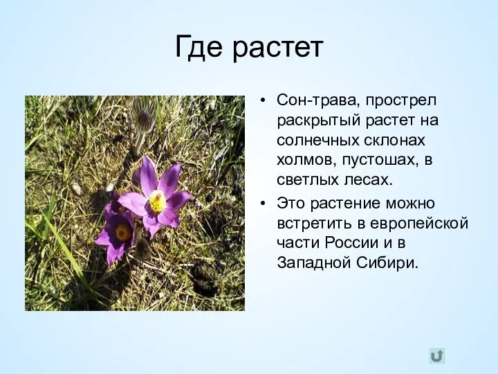 Где растет Сон-трава, прострел раскрытый растет на солнечных склонах холмов, пустошах,