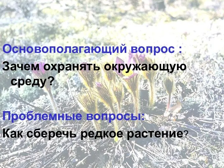 Основополагающий вопрос : Зачем охранять окружающую среду? Проблемные вопросы: Как сберечь редкое растение?